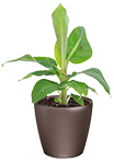 Банан