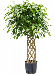 Фикус Бенджамина 'Exotica'