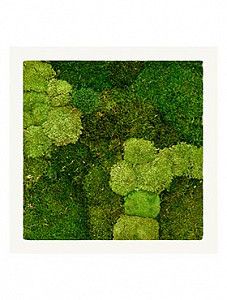 Картина из мха i stiel ral 9010 mat