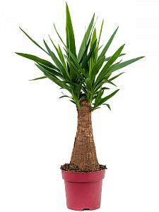 Юкка 'Elephantipes'