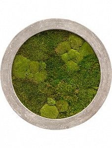 Картина из мха iii raw grey