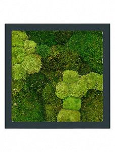 Картина из мха i stiel ral 7016 mat