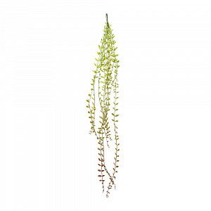 Сенецио radicans "String of Bananas" - Зелено-красный
