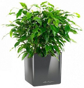 Фикус Бенджамина в кашпо с автополивом lechuza quadro, антрацитовый, 30 см.
