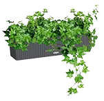 Хедера